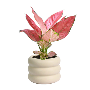 春羽创意甜甜圈陶瓷花盆吉利红盆栽室内ins轻奢奶油风桌面小绿植