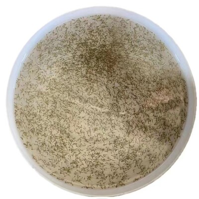 锦鲤水花鱼苗好养活日本纯种进口红白三色昭合丹顶冷水观赏鱼幼鱼