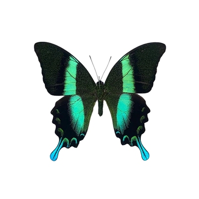 真蝴蝶练手原蝶未展翅灰蝶闪蝶