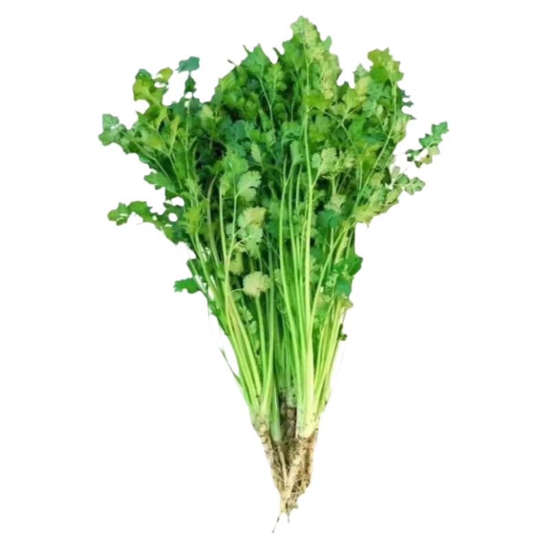 香菜苗子香菜秧苗四季蔬菜苗