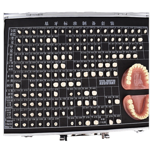 ENOVO颐诺 口腔学齿科备牙模型牙体制备窝洞牙齿义齿加工模型教学口腔技工牙体预备展示模型烤全瓷牙冠洞制备