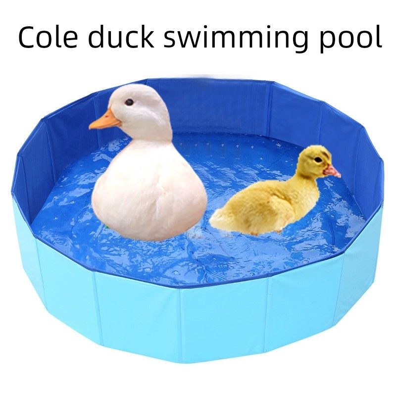 柯尔鸭游泳池洗澡神器宠物小鸭子鸡鹅兔子鹦鹉鸟的洗澡盆水池用品