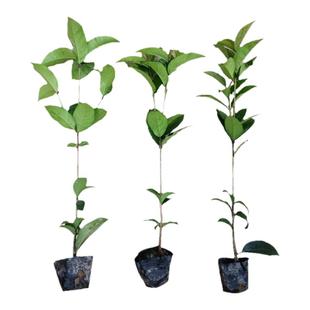 四季桂花树苗盆栽实原生桂花日香桂月桂天香台阁花佛顶珠地盆景