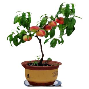 嫁接炎陵黄桃树苗特大脆甜黄桃树果苗南南方庭院盆栽地栽当年结果