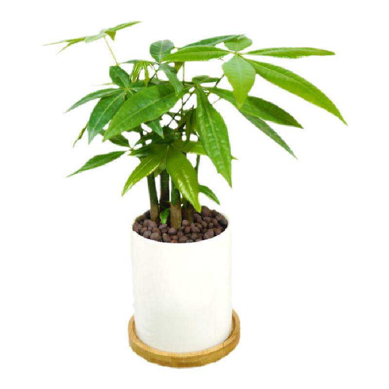 丛林发财树耐旱风水招财植物