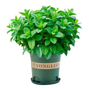 薄荷种籽子可食用四季播种香水留兰香猫薄荷种子驱蚊室内阳台盆栽