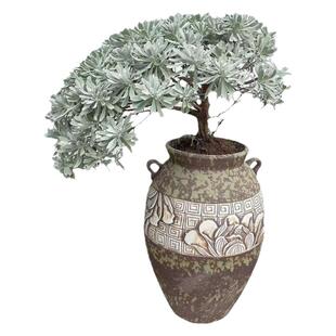 海岛芙蓉菊老桩盆景苗雪艾秋冬开花耐寒室内外庭院造景植物花卉