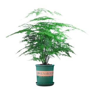 大文竹盆栽老桩精品植物四季好养大棵文竹室内阳台大型绿植盆景