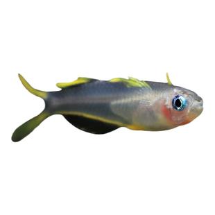 观赏鱼新郎官霓虹燕子活体小型鱼草缸新手热带鱼耐养群游鱼灯鱼