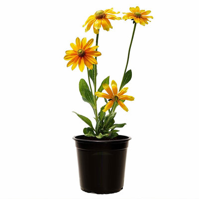 草原阳光金光菊种子PrairieSun