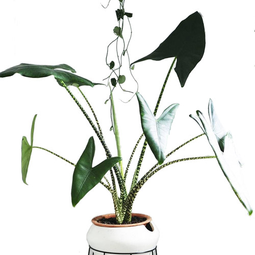 斑马海芋 虎斑观音莲 Alocasia zebrina网红绿植ins风 进口小种苗