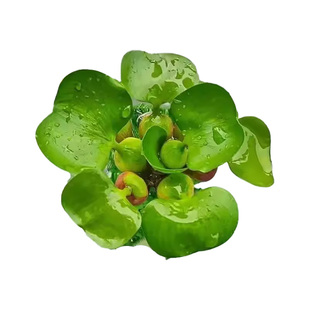 净化水质水葫芦植物鱼缸造景池塘园林庭院养鱼花卉苗木优选蓝花
