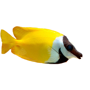 狐狸鱼 黄狐狸黄斑七彩 海水鱼活体宠物 素食珊瑚缸 除藻快递包活