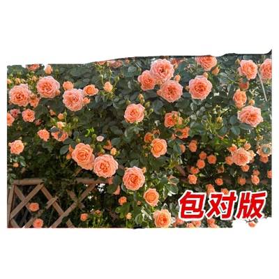 甜梦月季带花大苗爬藤浓香大花