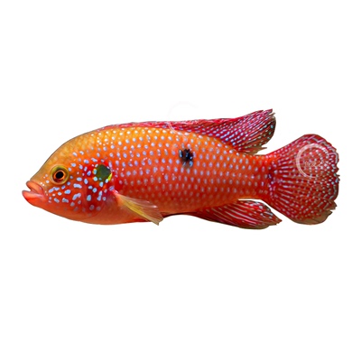 三湖慈鲷鱼热带观赏鱼