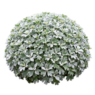 芙蓉菊盆栽老桩银叶菊雪艾花卉绿植中草药阳台庭院四季耐寒耐热