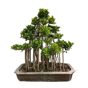 大型小叶榕树 S造型榕树盆景盆栽 绿植室外庭院阳台观茎植物