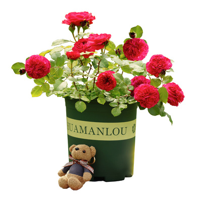 原盆原土带营养钵爬藤蔷薇月季