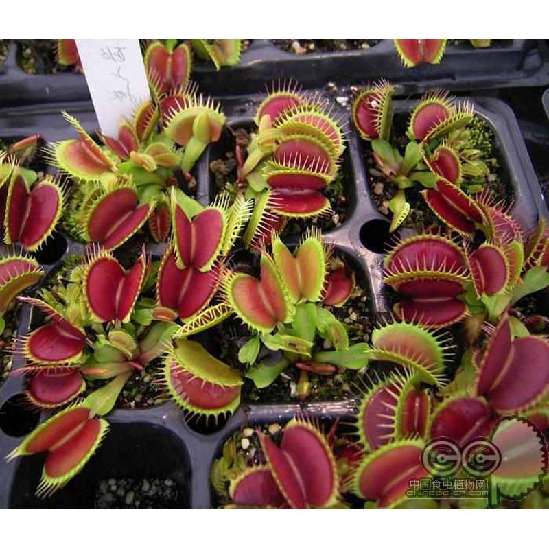 美人齿捕蝇草小虫草堂植物盆栽食虫草食人花超大大嘴大型驱蚊夹子