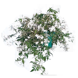 多花素馨盆栽带花苗多年生藤本攀援爬藤观花植物浓香四季开花机器