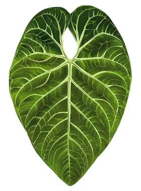 热带绿植绿叶装饰ins风冰箱贴