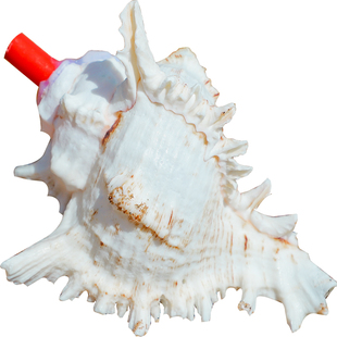 天然海螺号角可吹响超大哨子喇叭贝壳口哨工艺品儿童玩具小螺号