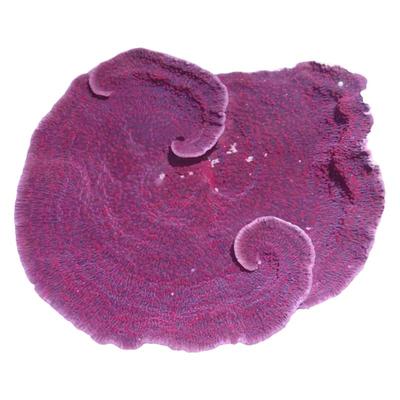 双色瓦片珊瑚印尼SPS硬骨