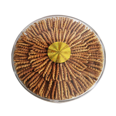 西藏虫草正宗那曲礼盒装冬虫夏草