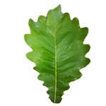 野生新鲜粽叶干粽叶柞树叶槲叶菠萝叶桲椤叶精选大号胡叶100片/份