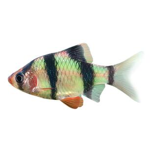 绿翡翠虎皮鱼新手好养耐活金虎蓝虎小型热带淡水观赏鱼草缸群游鱼