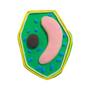 细胞模型制作材料七年级生物高中生物细胞模型成品植物细胞真核