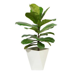 【灵犀物造】40-60cm琴叶榕网红绿植室内外盆栽净化空气