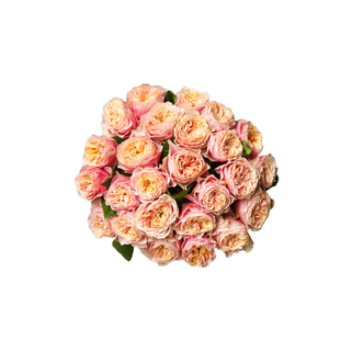 新品欧月 温柔珊瑚心(Vuvuzela)新品切花月季花玫瑰小苗