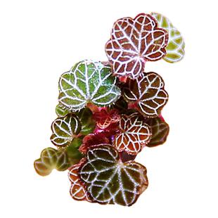 假山创意迷你植物姬虎耳山野草水边草趣味苔藓雨林水陆景观盆景