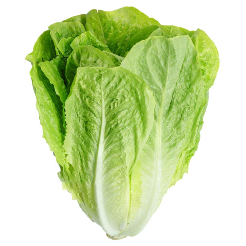 寿光直立生菜苗秧孔雀菜大速咖啡菜红皱生菜种子超耐寒带土球四季