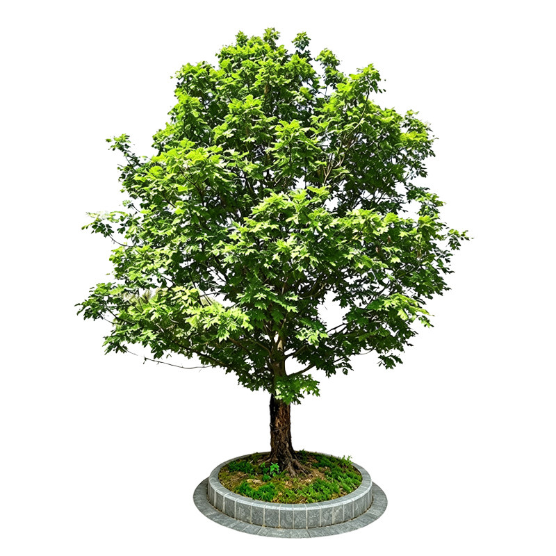 法国梧桐树苗法桐青桐南北方种植四季常青庭院景观悬铃木绿化苗木