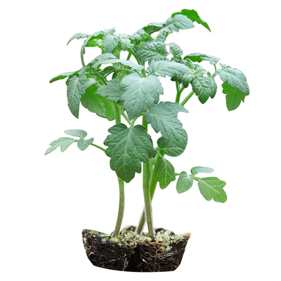 优质穴盘苗春夏秋包对版结果多