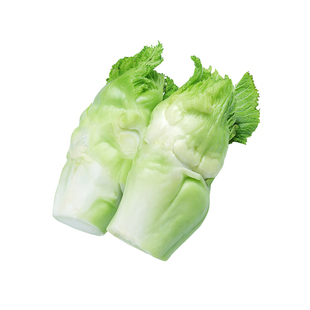 四川儿菜种子抱儿菜种子抱子芥儿菜种籽秋季蔬菜籽孑临江儿菜种子