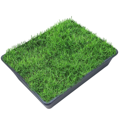 四季常青草籽护坡固土耐寒耐旱