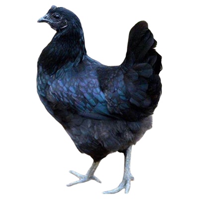 成年黑母鸡下蛋鸡母鸡