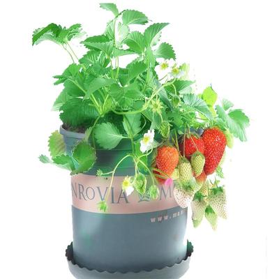 四季草莓苗种植苗脱毒苗包成活
