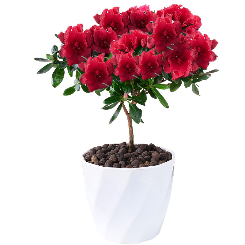 杜鹃花盆栽植物室内带花苞老桩四季开花不断好养桌面观花绿植花卉