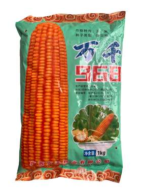 原装广西包谷种子万千968玉米种夏播适合广西广东云南贵州种植