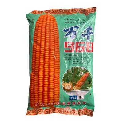 原装广西包谷种子万千968玉米种适合广西广东云南贵州种植1kg/袋