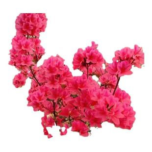 映山红老桩盆栽树苗带花苞毛杜鹃苗南方北方种植抗寒抗冻映山红苗