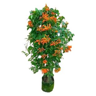 炮仗花 爬藤植物炮仗花鞭炮花 攀爬阳台庭院围墙植物攀援花卉