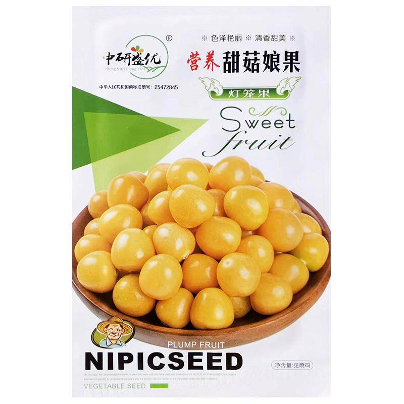 超甜大果金黄红洋姑娘果苗秧种子春秋四季灯笼果锦灯盆栽菇娘果籽