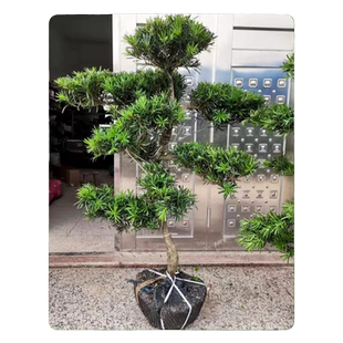罗汉松树苗盆景小叶雀舌树桩庭院造型树盆栽迎客松名贵松树绿植物