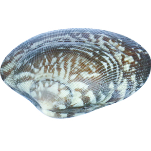 蛤蜊鲜活吐沙干净贝壳类花甲红岛海鲜嘎啦鲜活水产大蛤蜊包邮