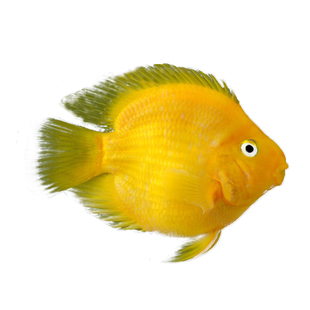 热带观赏鱼黄鹦鹉黄金元宝梅花鹦鹉发财鱼血鹦鹉大型银龙地图活体